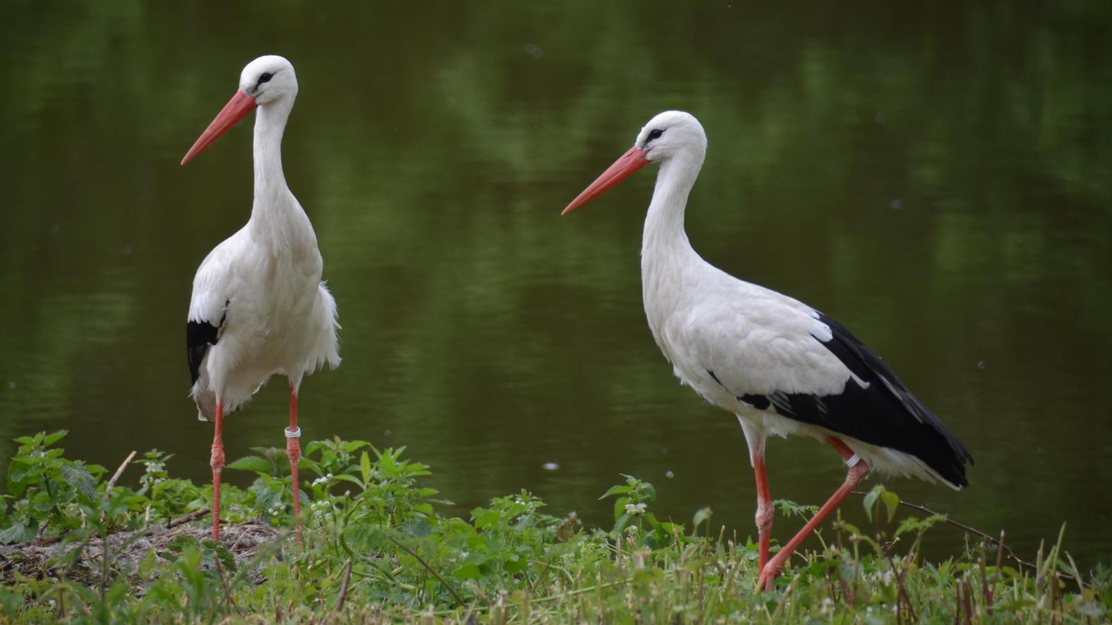 Fot. ZOO w Poznaniu